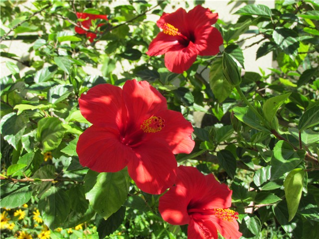 hibiskus